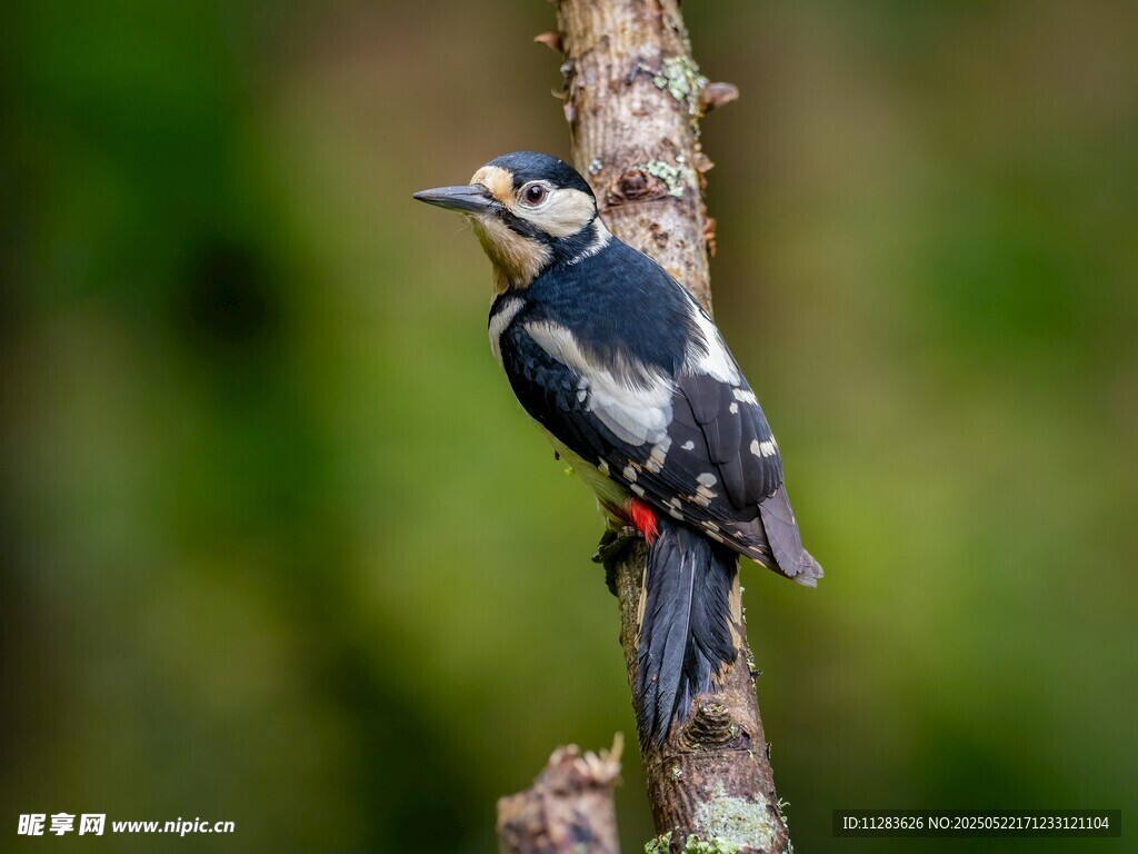 栖息于枝头的啄木鸟