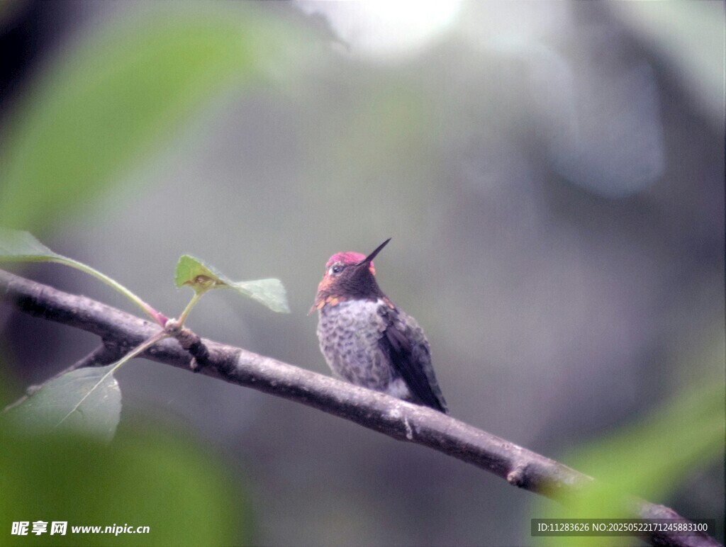 枝头休憩的小巧蜂鸟