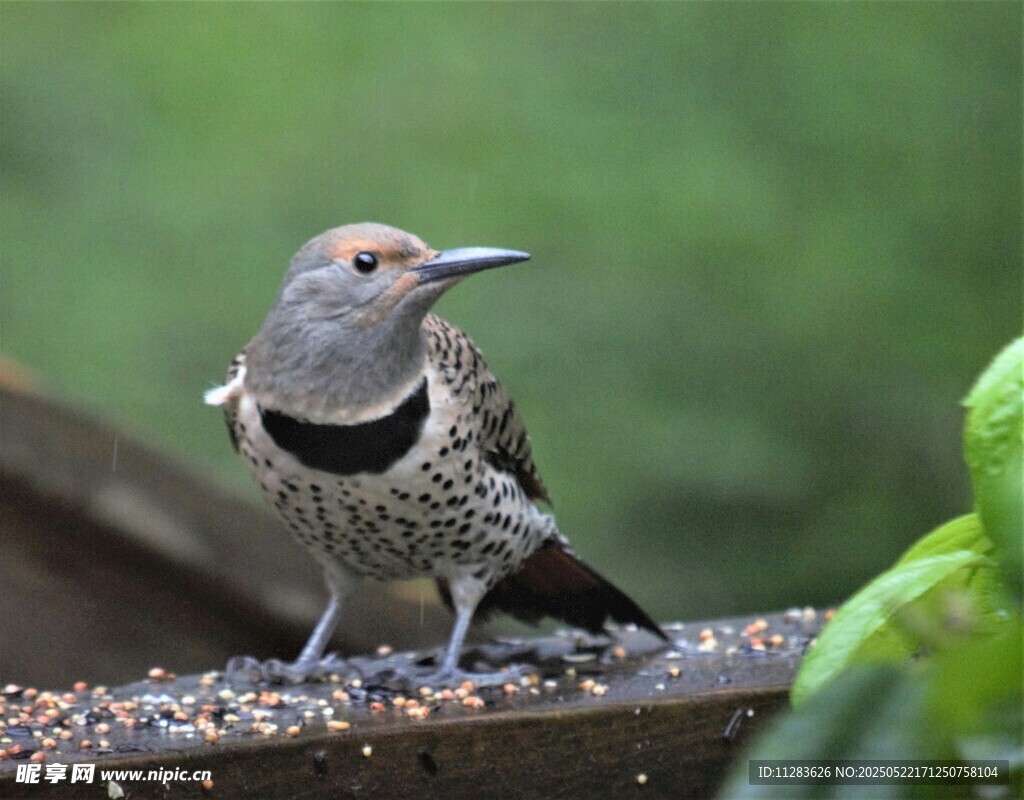 站在栏杆上的漂亮小鸟