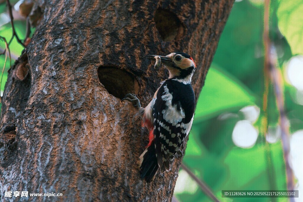 啄木鸟于树干专注啄洞
