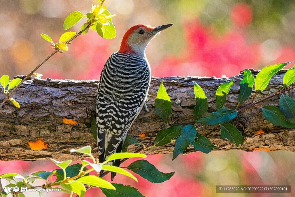 红冠啄木鸟栖息于枝头