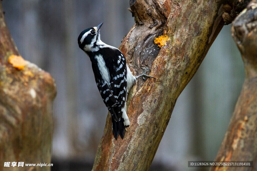 树干上的啄木鸟