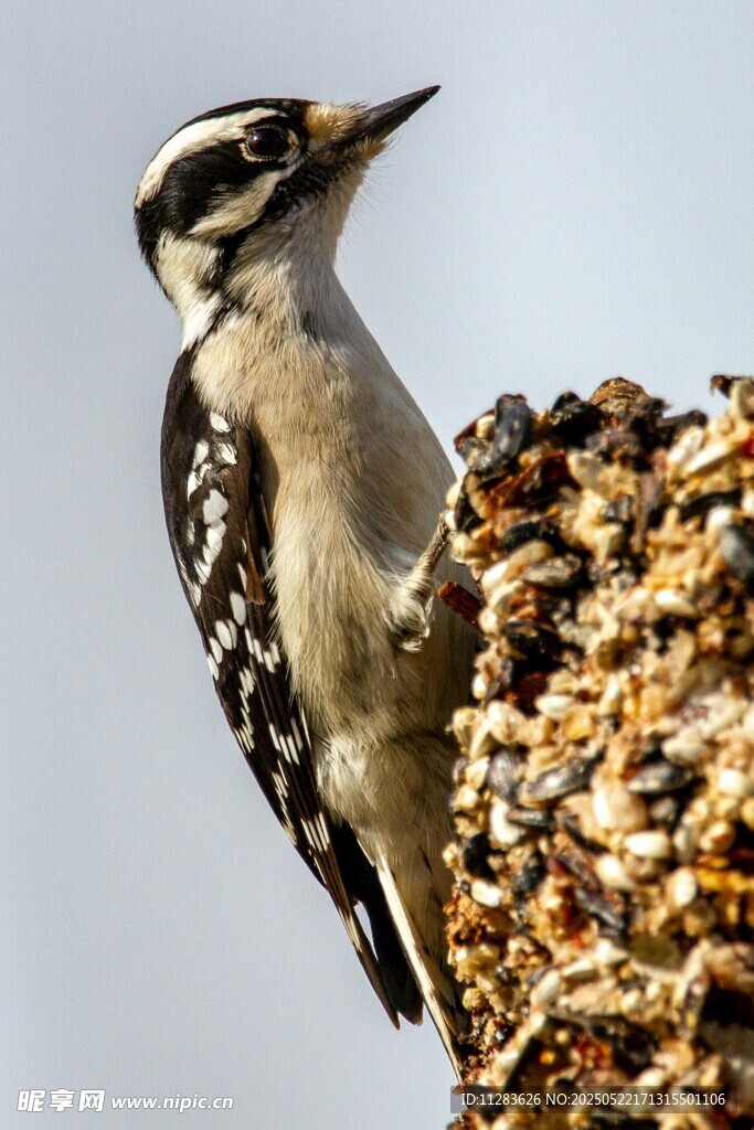 啄木鸟立于食物旁