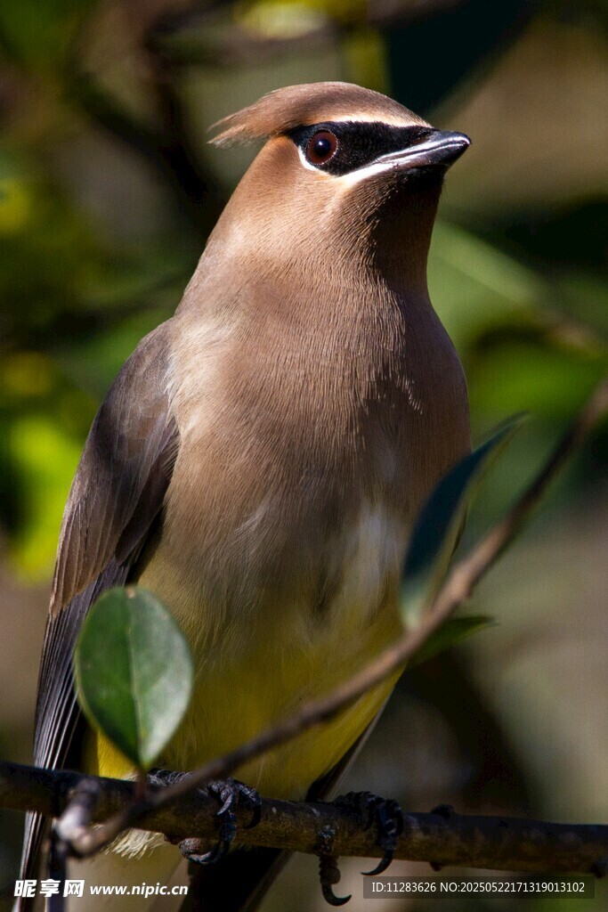 枝头的美丽小鸟