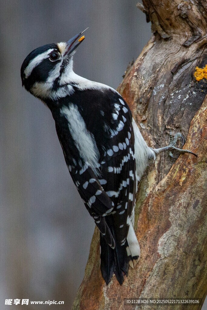 啄木鸟栖息树干瞬间