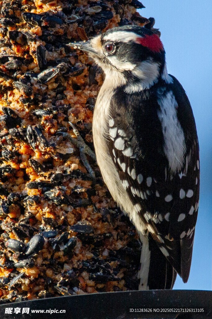 啄木鸟立于鸟食器旁