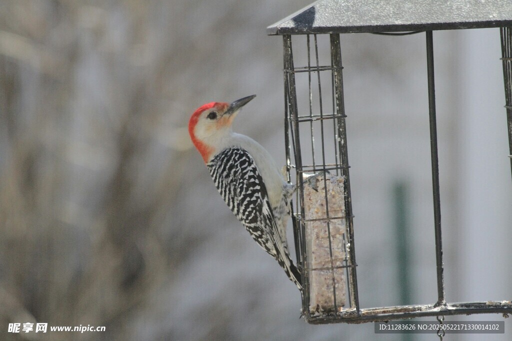 啄木鸟立于金属鸟食器旁