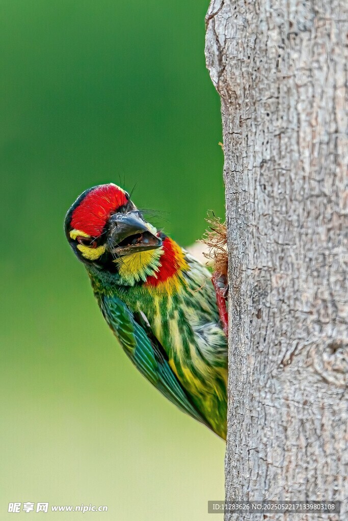 五彩啄木鸟藏身树干