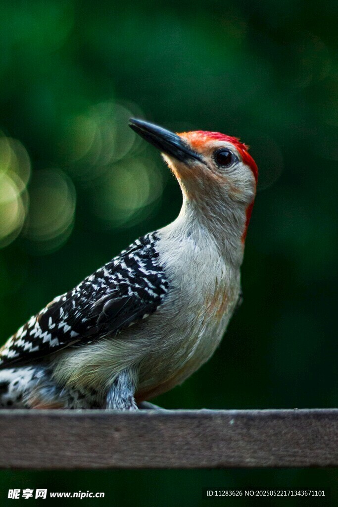 红顶啄木鸟栖息木栏