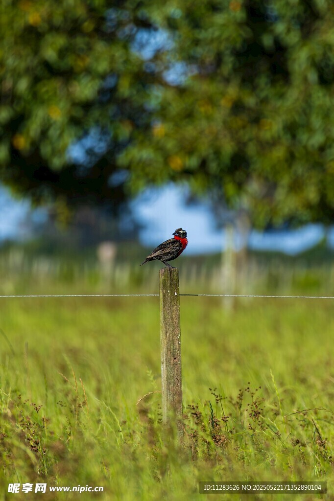 田野木桩上的小鸟