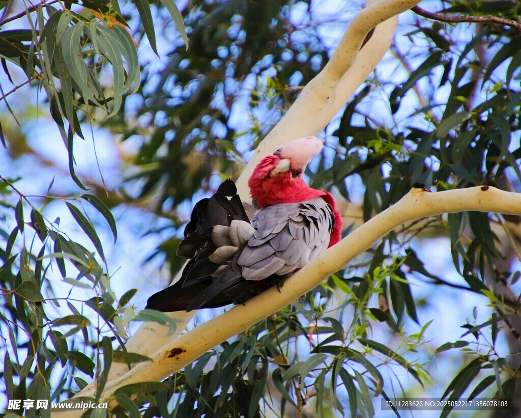红顶鹦鹉栖息于树枝间