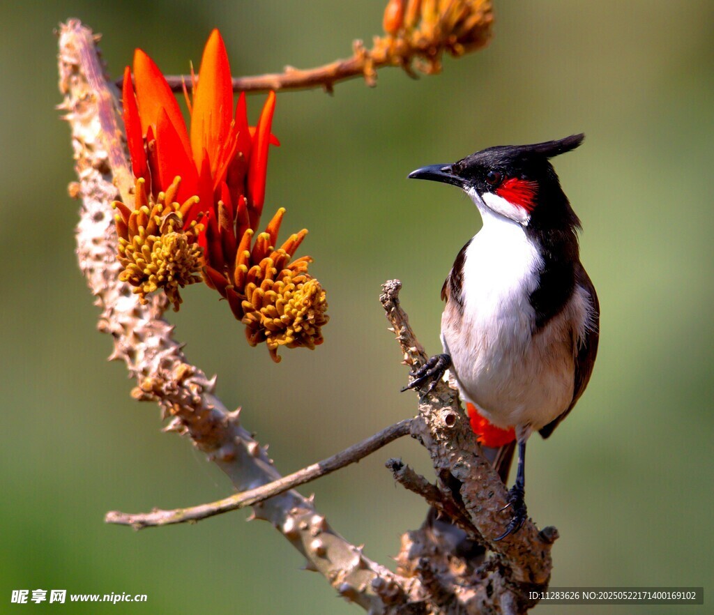 枝头红羽小鸟与艳丽花朵