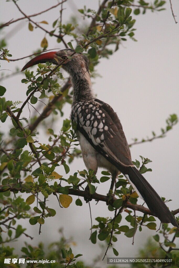 枝头的红喙斑羽鸟