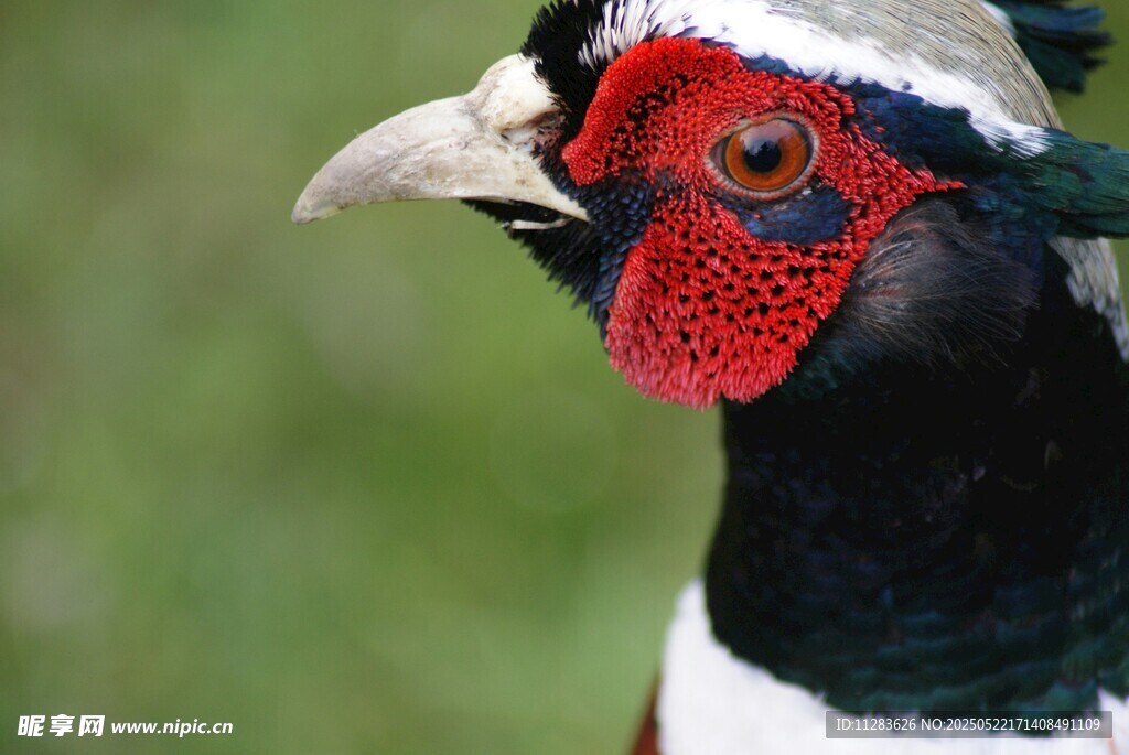 色彩艳丽的雉鸡头部特写