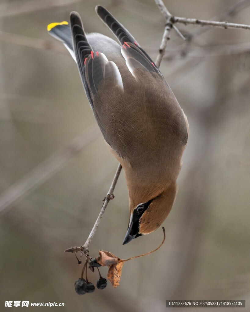 倒挂觅食的太平鸟