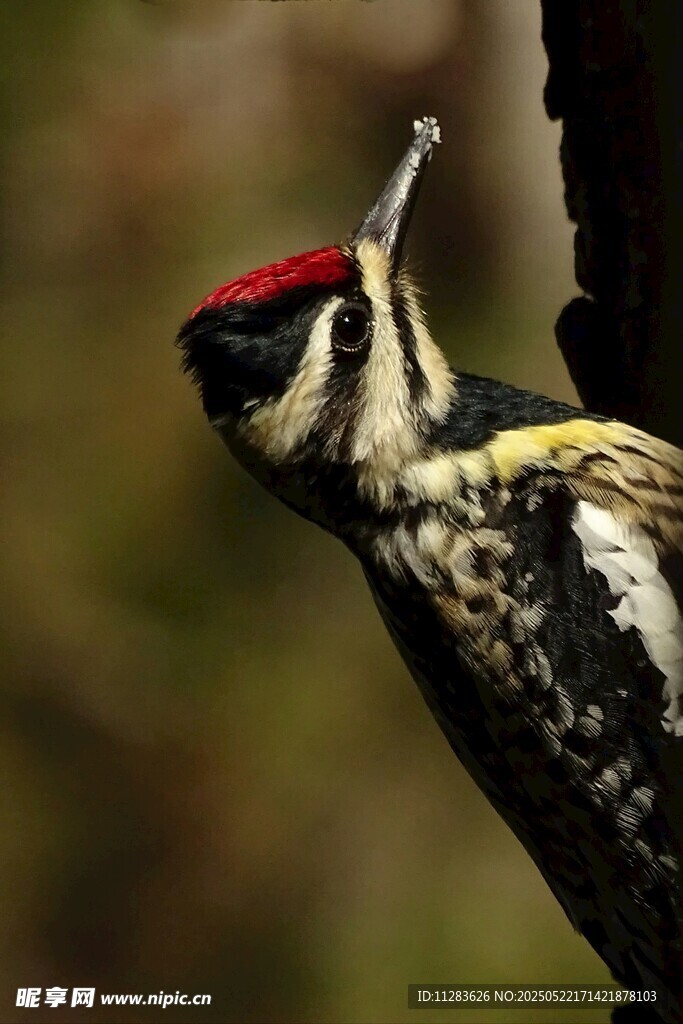 啄木鸟仰头特写