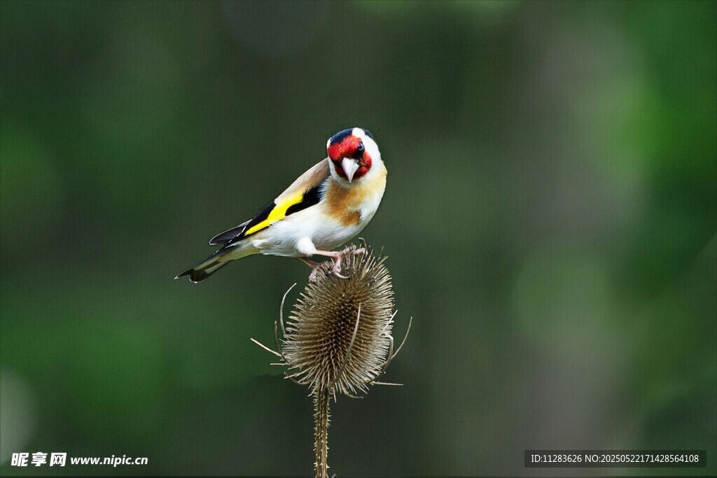 金翅雀立于植物顶端