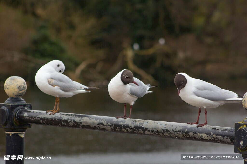 栏杆上休憩的几只海鸥