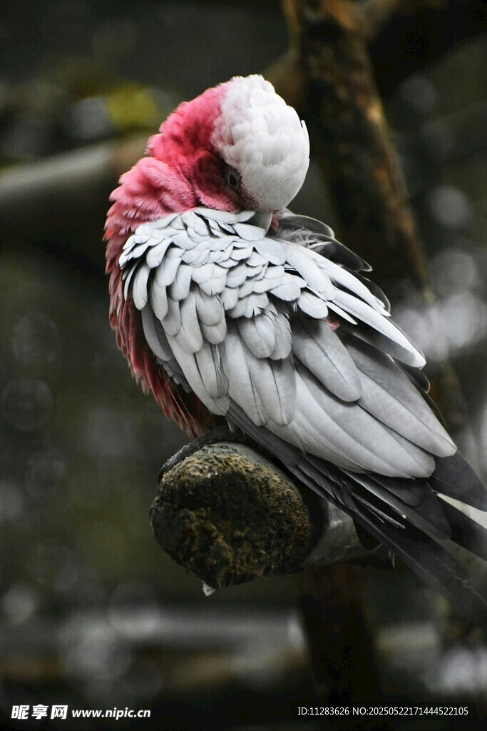 粉红凤头鹦鹉栖息理羽毛