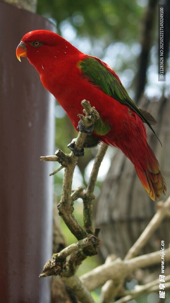 红羽绿翅鹦鹉栖于枝头