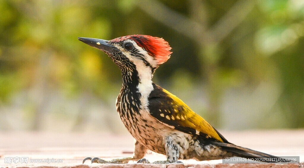 红顶啄木鸟特写