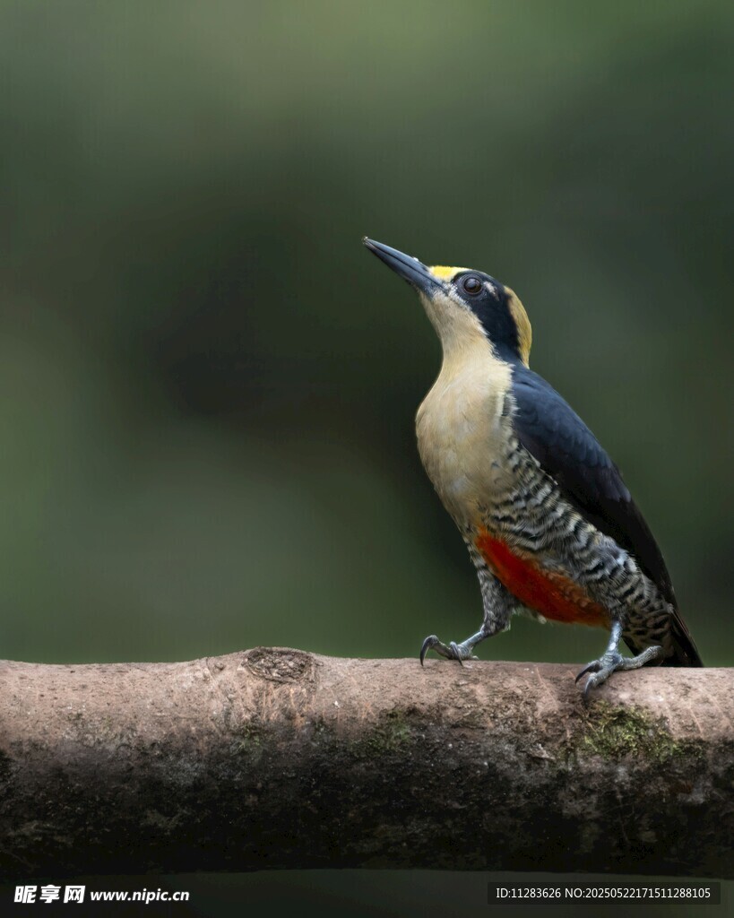 多彩啄木鸟栖息于枝头