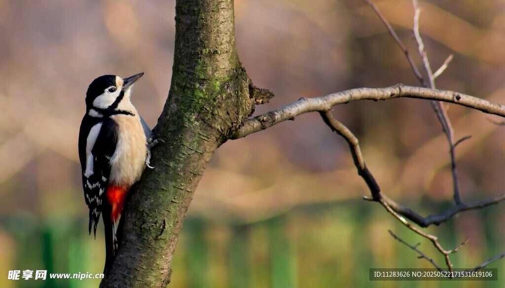 树干上的啄木鸟