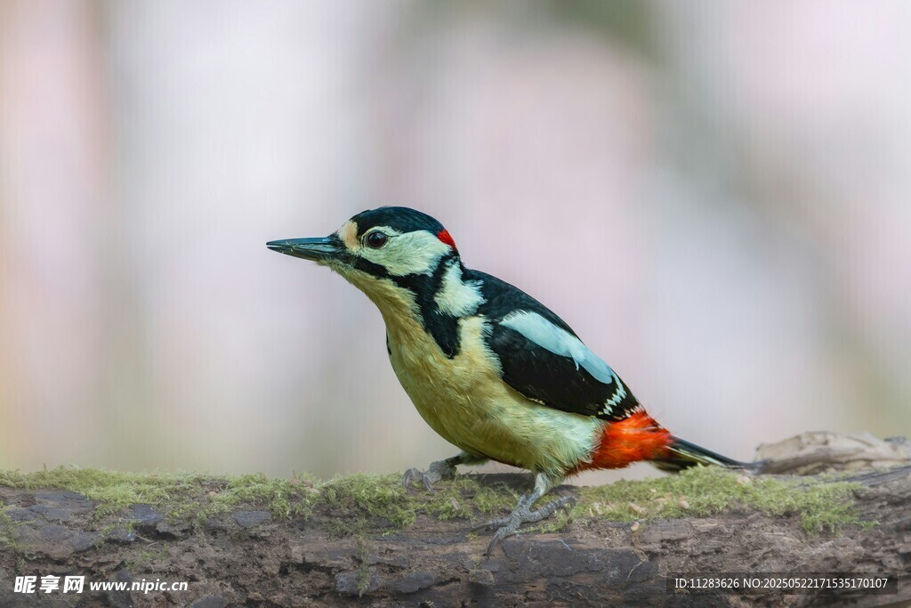 栖息于树干的五彩啄木鸟
