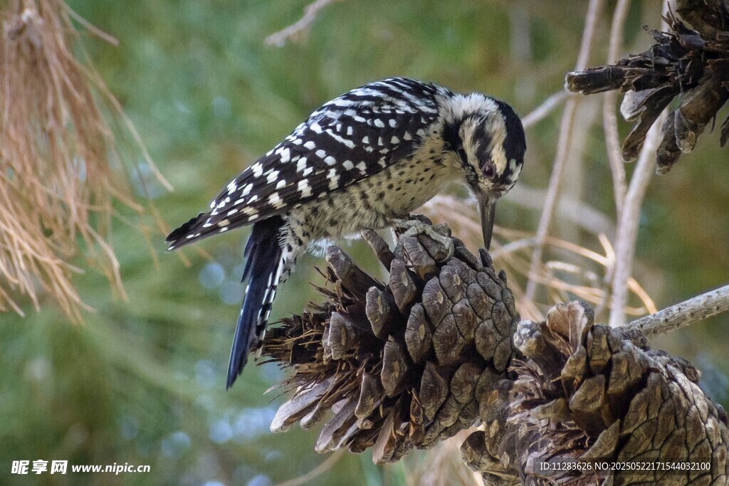 啄木鸟立于松果上