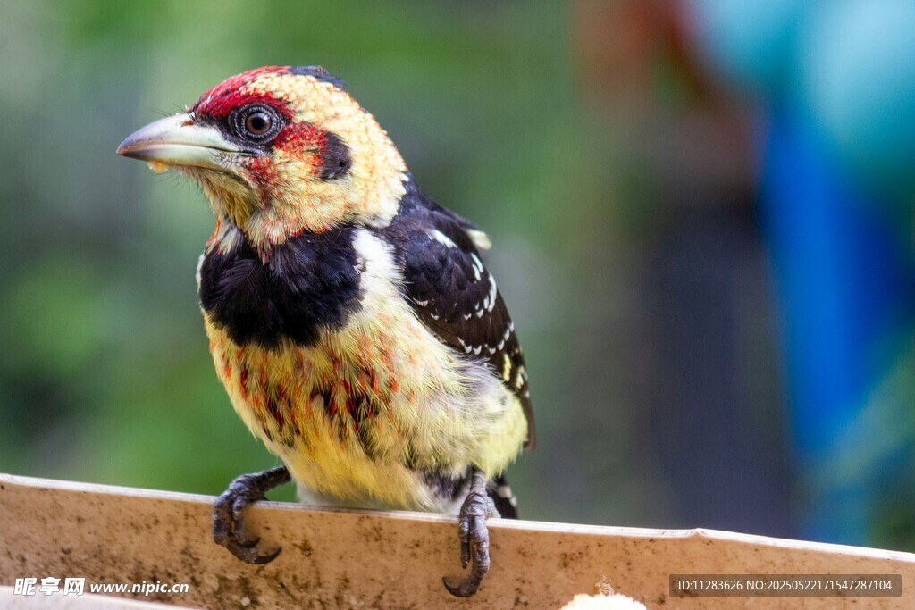 多彩啄木鸟立于木上