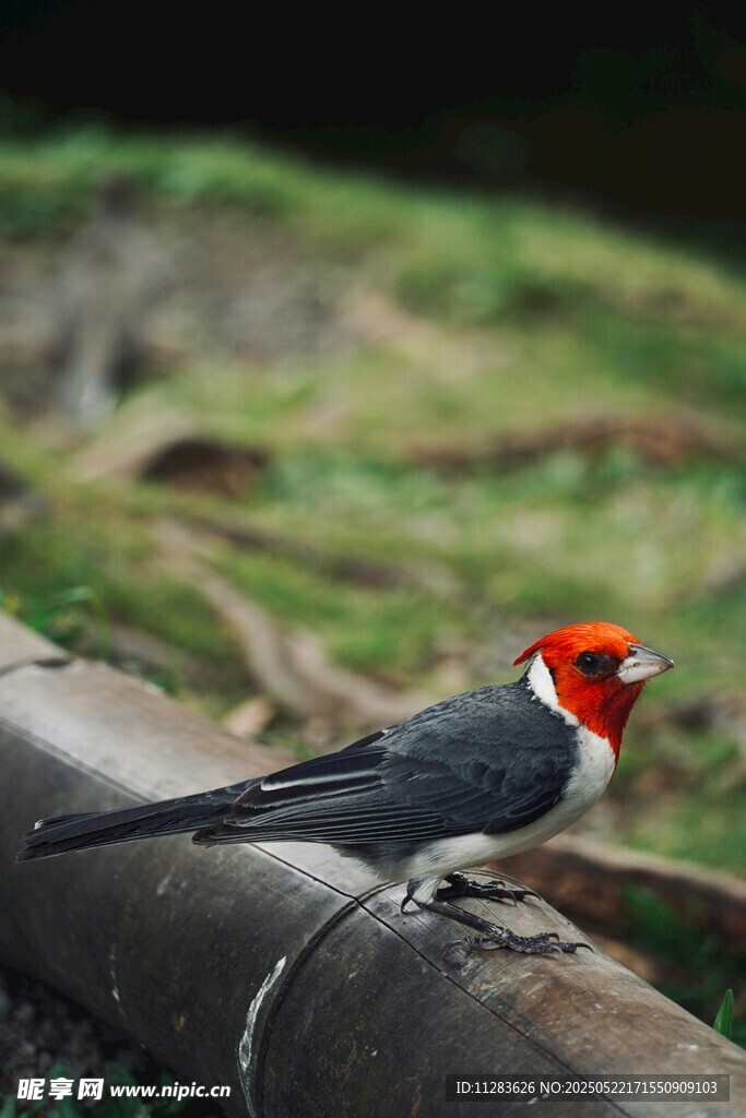 红顶小鸟立于栏杆