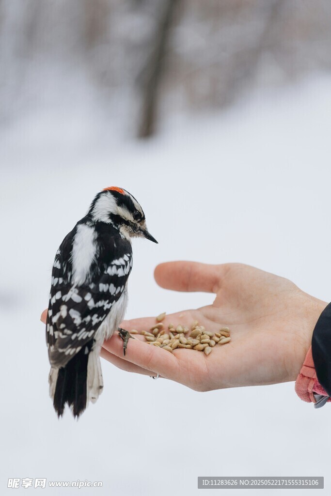 手心上的啄木鸟