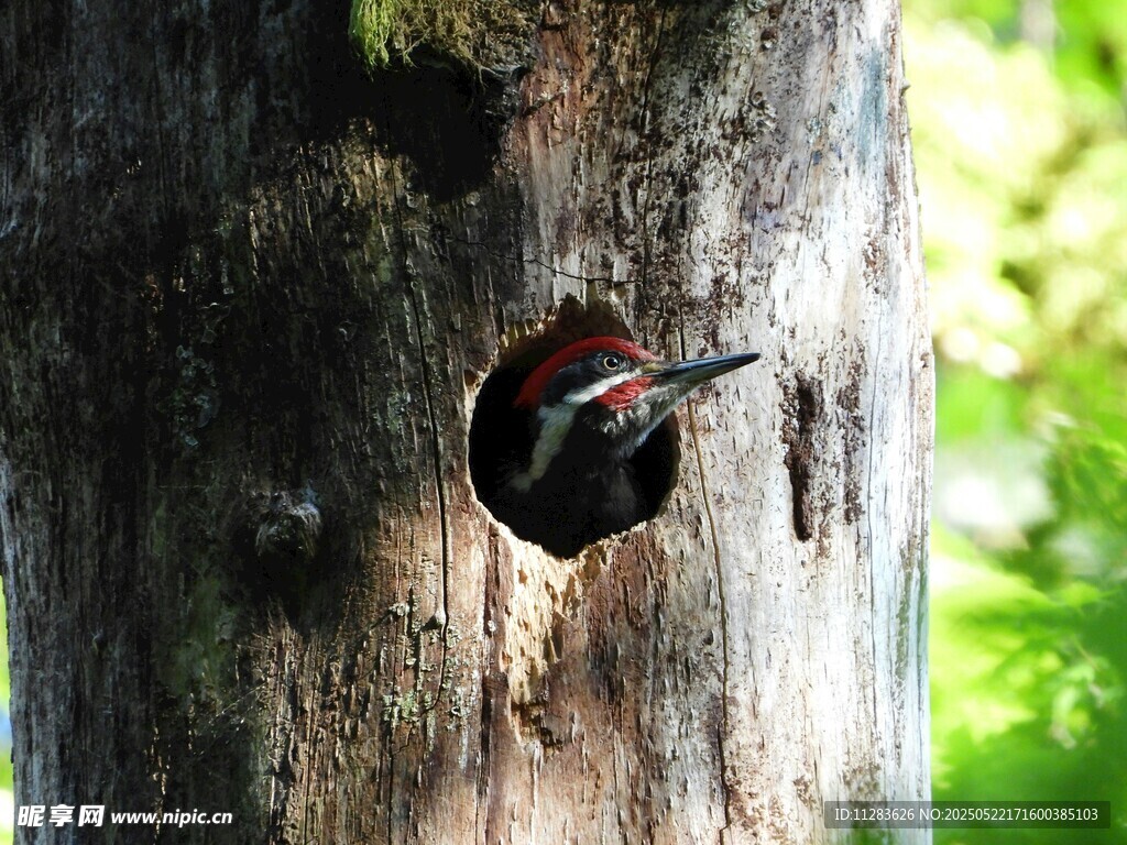 啄木鸟于树干洞口觅食