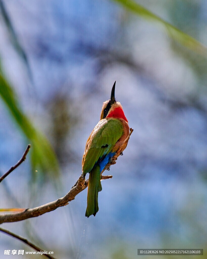 多彩小鸟栖息枝头