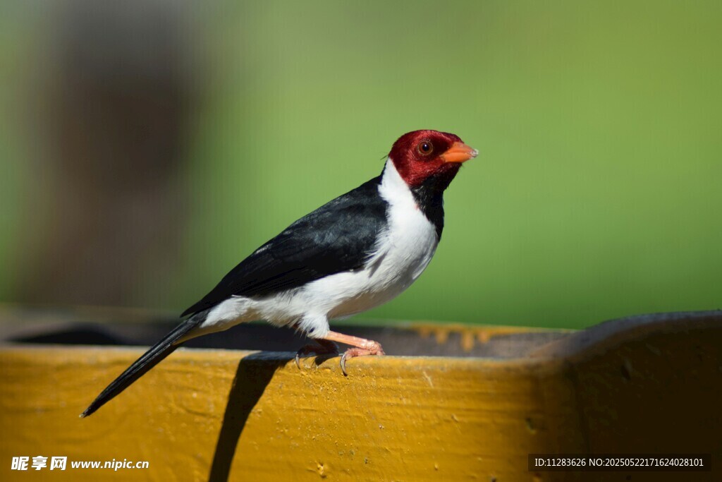 红首黑羽小鸟栖于黄边处