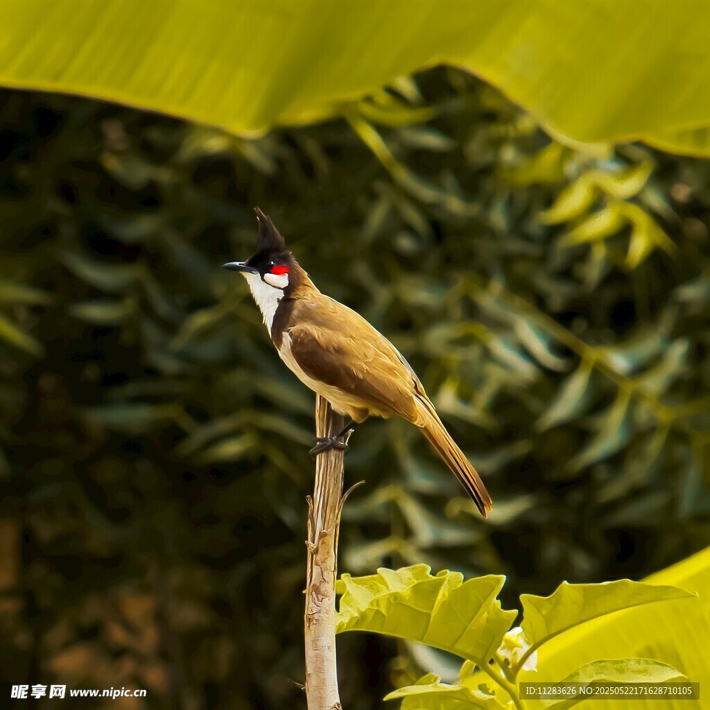 枝头小鸟展灵动身姿