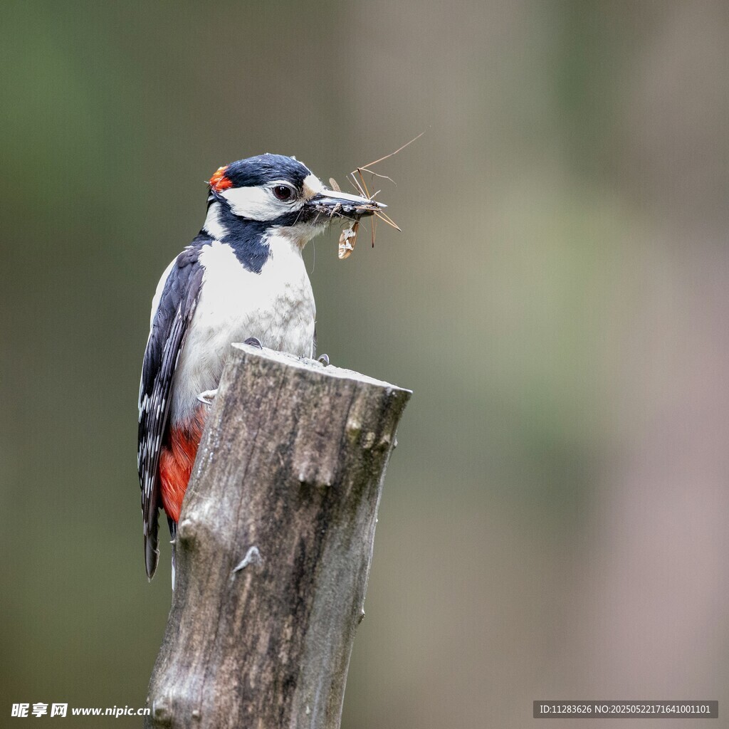 啄木鸟立于树桩衔虫