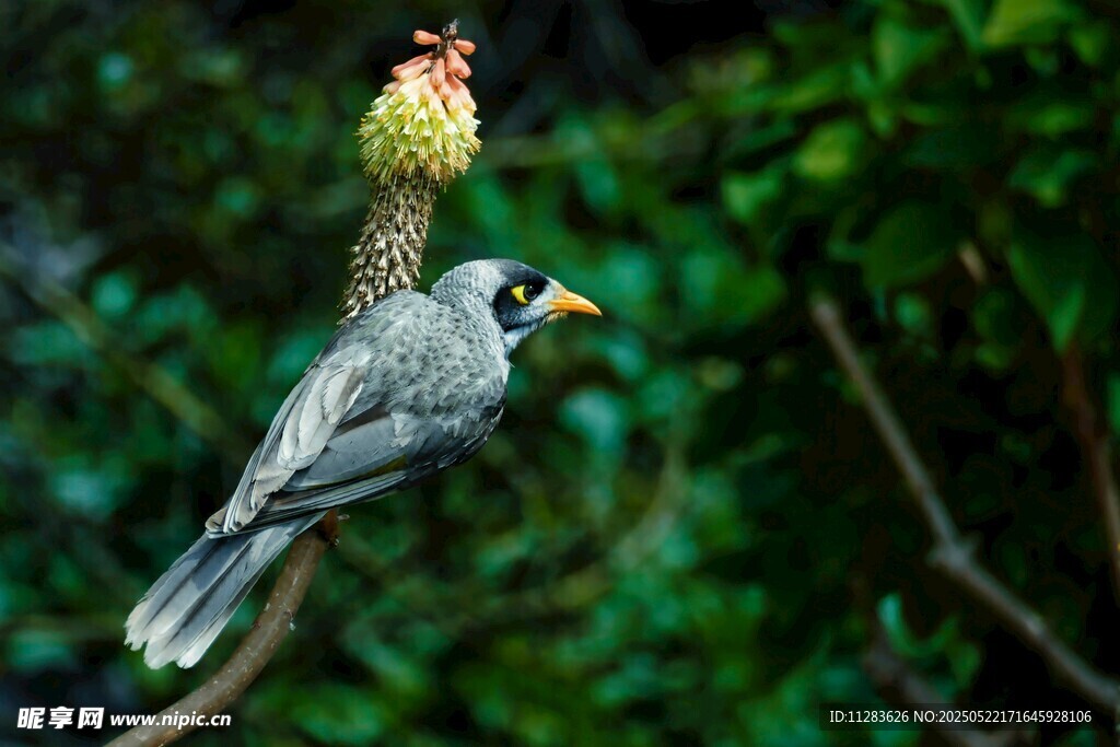 枝头灰鸟与松果
