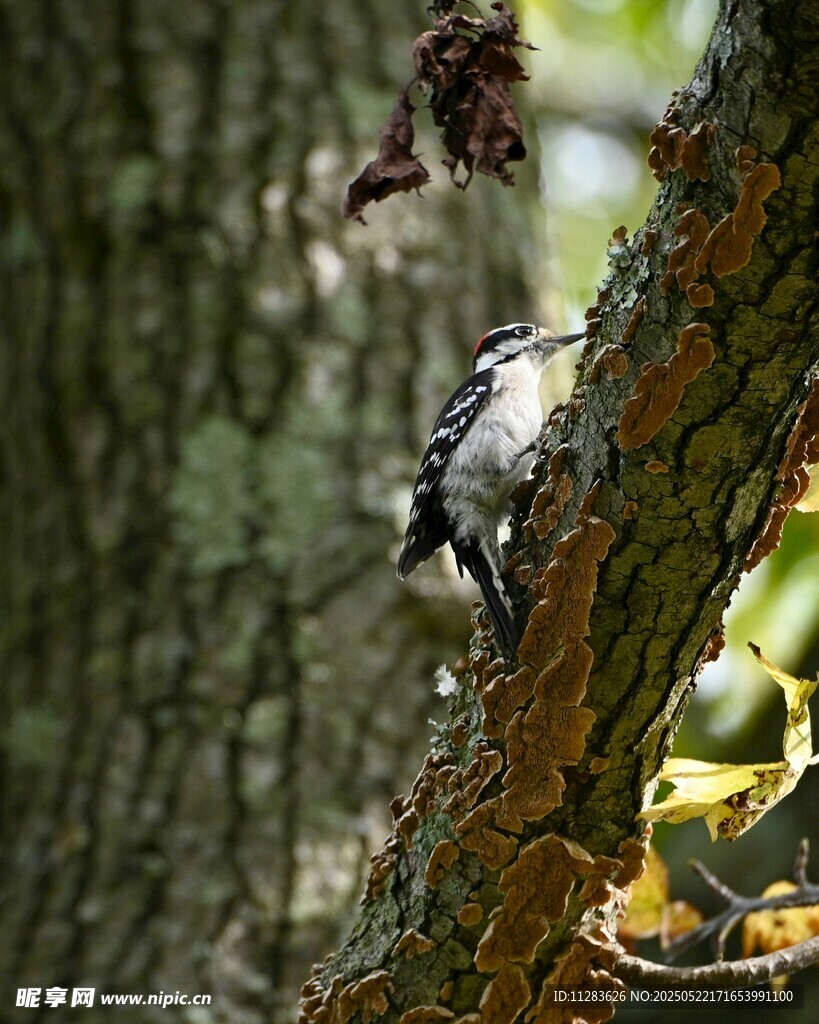 啄木鸟栖息树干上