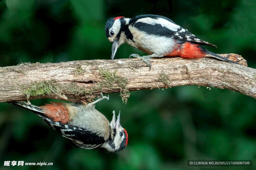 树枝上的啄木鸟互动瞬间