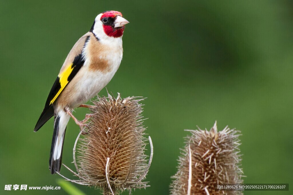 金翅雀立于带刺植物上