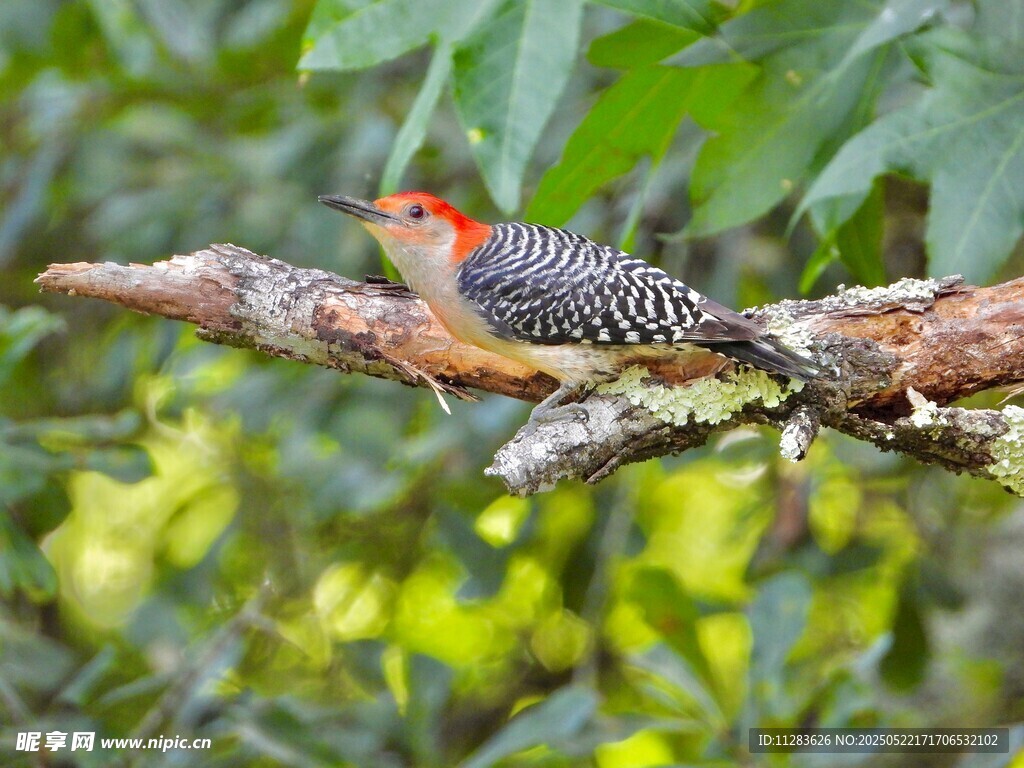 树枝上的啄木鸟