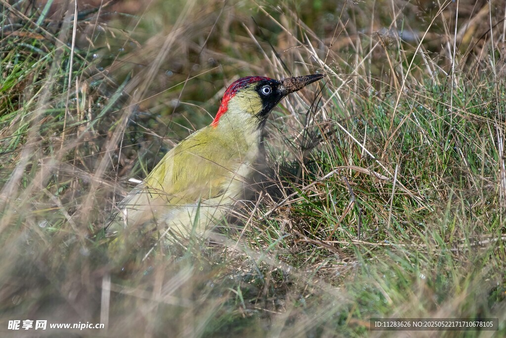 草丛中的彩色啄木鸟