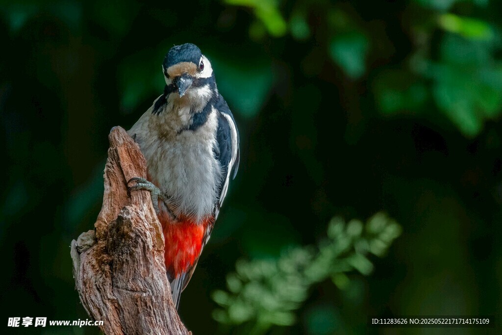 啄木鸟立于树桩上