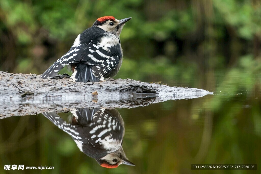 水边啄木鸟及其水中倒影