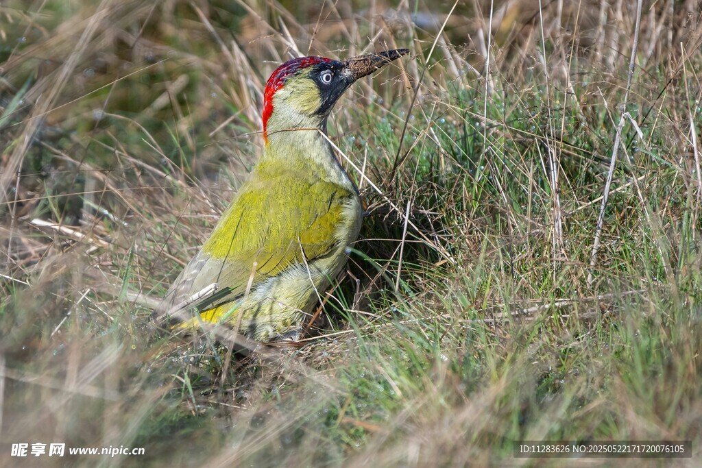 绿啄木鸟立于草丛间