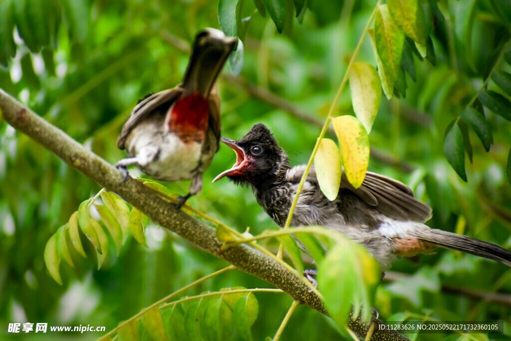 枝头亲鸟喂雏鸟画面