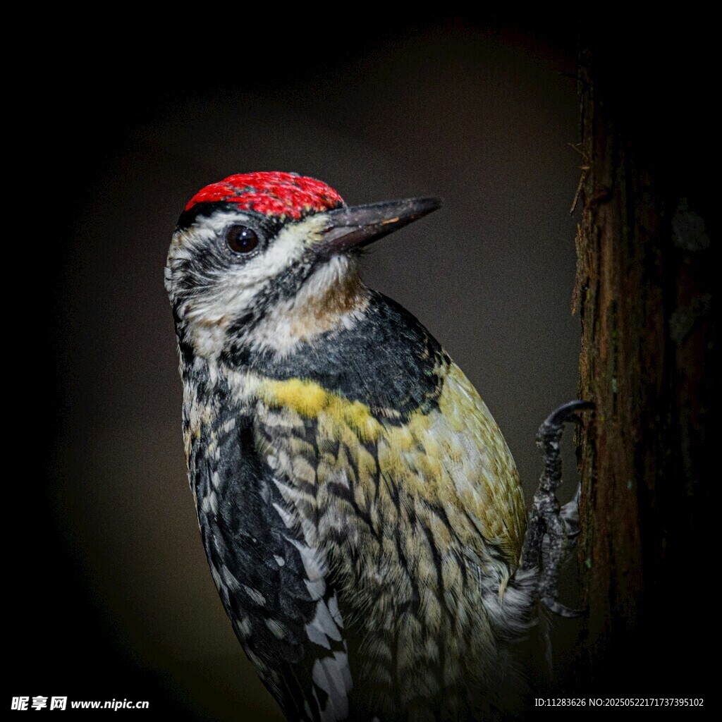 红顶啄木鸟特写
