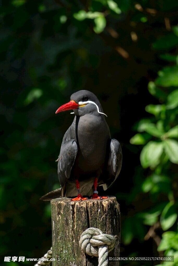 红嘴黑鸟立于树桩