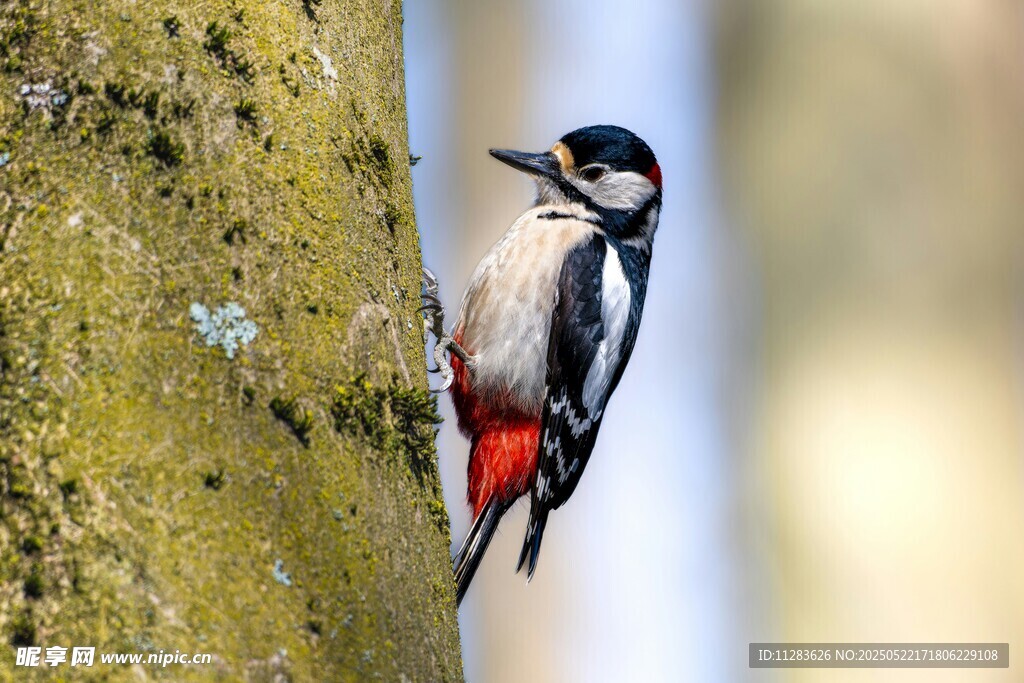树干上的啄木鸟